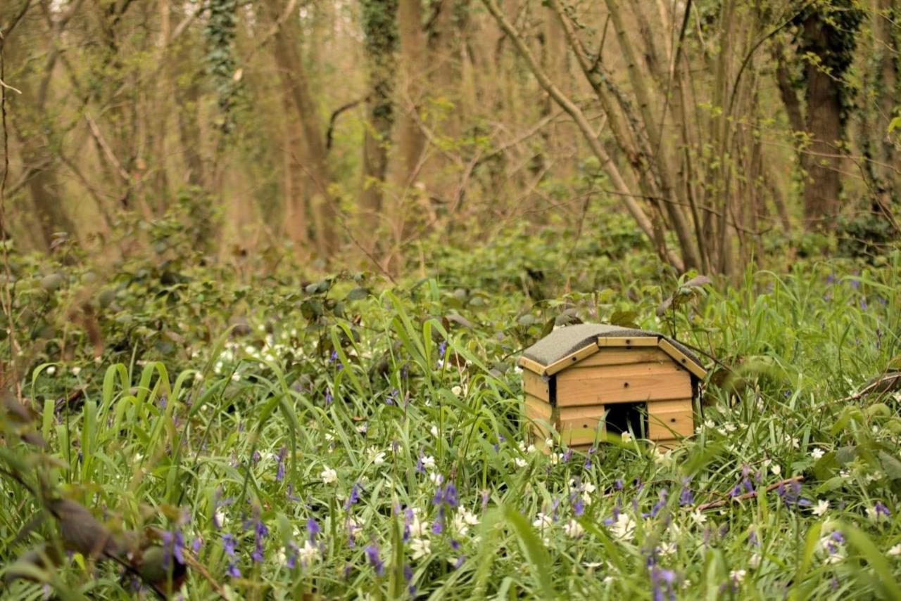 Magical Forest Yurt Sturry Exteriör bild