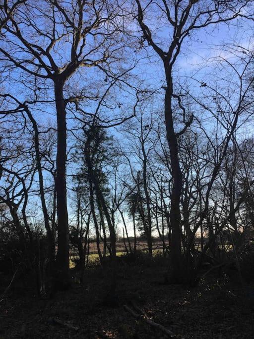 Magical Forest Yurt Sturry Exteriör bild