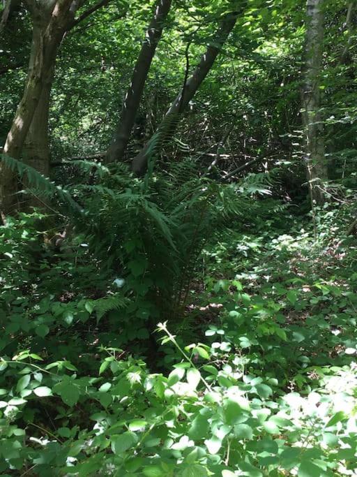 Magical Forest Yurt Sturry Exteriör bild